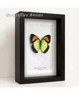 Ixias Pyrene Orange Yellow Tip Real Butterfly Framed Entomology Shadowbox - $56.00