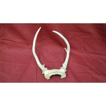 4 pt White Tail Deer Antlers # 31 - $19.79