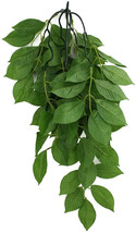 Komodo Green Leaf Hanging Vine Terrarium Plant - $13.81+