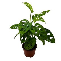 Monstera Adansonii, Swiss Cheese Plant, in a 4 inch pot, split-leaf philodendron - £10.49 GBP