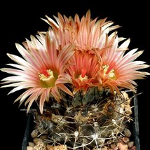 Neochilenia Cactus Seeds (10 Pack) - Rare &amp; Exotic Mix for Succulent Lovers, Per - £7.59 GBP