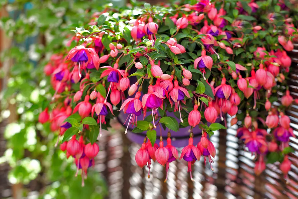 20 FUCHSIA Magellanica Pink Purple Hummingbird Flower Seeds - $15.00