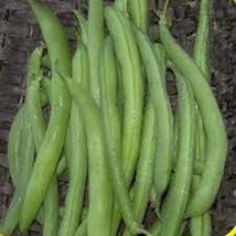 Tendergreen Stringless Green Bean - Organic, Heirloom Seeds - So, So Ten... - $8.98