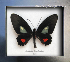 Real Butterfly Parides Erithalion Framed Entomology Museum Quality Shado... - $48.99