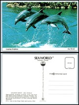 FLORIDA Postcard - Orlando, Sea World, Leaping Dolphins FO - £2.32 GBP