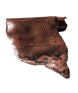 Tanned Head-on Genuine Cobra Snake Skin Snakeskin Leather Brown Single One - $22.77+