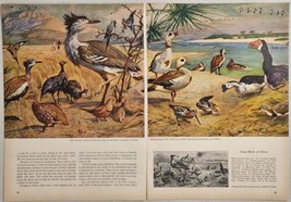 1956 Magazine Picture Game Birds of Africa Illustrated by Arthur D. Fuller - £12.66 GBP