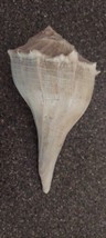 Whelk Sea Shell Knobbed  7.5” Fish Tank  Nautical Beach Decor  - £21.09 GBP