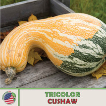 10 Seeds Tricolor Cushaw Pumpkin Squash Grow Heirloom Fast Enjoy Beautiful Garde - £6.81 GBP