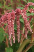 50 Seeds Coral Fountain Amaranthus Annual Flower  - £13.00 GBP