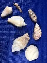 Seashell Collection Lot 6 Conch Nautilus Strombus Scalloped Spirea Misc.... - $9.41