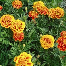 THJAR 100+ French Marigold Dwarf BOLERO AAS winner insect repellent 300 ... - $87.96 MXN