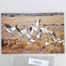 Vintage Postcard 1970s Snow Geese Cape Hatteras NC Unused Birds - $10.80 CAD