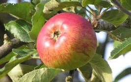 25 Seeds Belle-Fleur Large Mouche Apple Fresh Seeds - $8.99