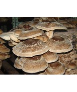 28gr1(oz.) SHITAKE SEEDS for logs and supstrats,on dried seeds, Shitake ... - $9.99+