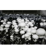 28gr /White BUTTON Mushroom (Agaricus)/ Mycelium Spawn Dried Seeds/FREE ... - $10.99