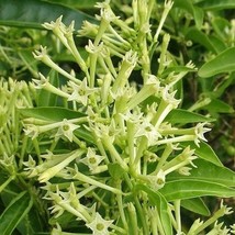 Cestrum Nocturnum Night Blooming Jasmine In 4 Inch Pot New Fast Shipping - $55.36