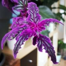 Purple Passion Gynura Flowers Garden Planting 10 Seeds From US - £7.84 GBP