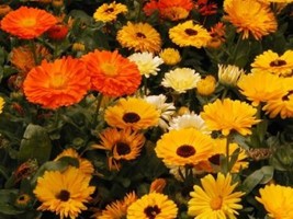 CALENDULA PACIFIC BEAUTY MIX 50 FRESH SEEDS FREE SHIPPING - $2.23