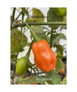 HSeeds 25 Seeds Aji Calabaza Pepper  Seed   Garden  Healthy Planting Food - $7.14 CAD