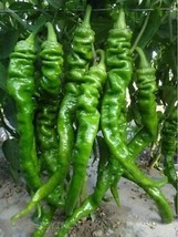 &#39;Chitterlings&#39; Green Red Hot Pepper Vegetable Seeds, professional pack, Chinese  - £10.02 GBP