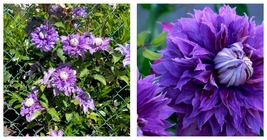 Diamantina Clematis Vine - Blue/Purple - Fragrant - NEW! - 2.5&quot; Pot - $46.99