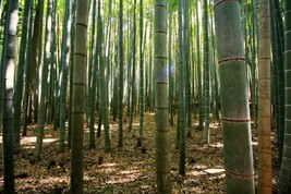US Seller 50 Gua Duo Zhu Bamboo Seeds Privacy Climbing - £9.13 GBP