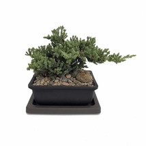 Japanese Juniper Bonsai Tree Seeds Kit, Woody, Complete Kit to Grow Dwarf - £29.53 GBP