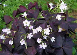 10 Bulbs Purple Rain Shamrock - The Love Plant - Edible - Oxalis triangu... - $12.98