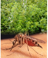 3&quot; Live Plant Mosquito Repelling Creeping Lemon Thyme - €28,65 EUR