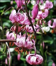 Turks Cap Lily 10 Seeds - Lilium martagon - Hardy! - £10.65 GBP