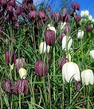 Guinea Hen 5 Seeds - Fritillaria - Perennial - £15.27 GBP