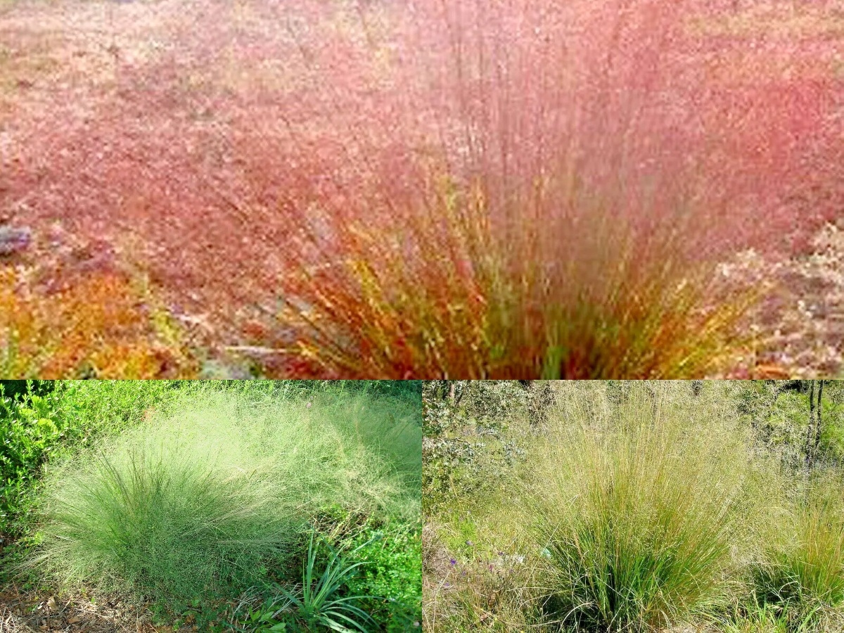 1001+SAND LOVE GRASS Native Ornamental EasySeeds Drought Heat Cold Poor Soils  - $13.50