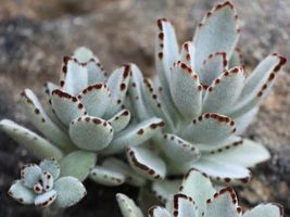 (1) Live Plant Succulent Kalanchoe Tomentosa Panda Plant - £19.24 GBP