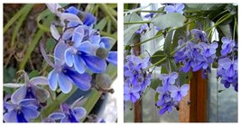 Starter Plant Blue Butterfly Bush Aka Blue Wings Rooted Clerodendrum Ugandense - £28.89 GBP