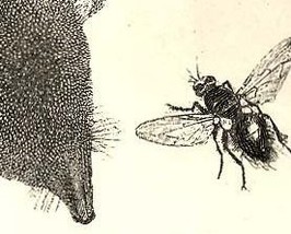 Carrion Beetles And Flies 1800s Wood Engraving Plate - £27.65 GBP