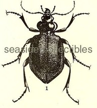 Carabid Beetles 1800s Wood Engraving Study Guide - £14.94 GBP