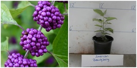 American Beauty Berry Bush/Shrub - 6-12&quot; Tall Seedling Live Plant - 4&quot; Pot - H0 - £83.74 GBP