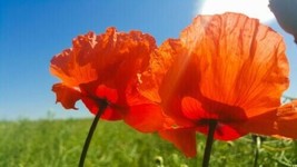 100 Prince Of Orange Oriental Poppy Papaver Orientale Perennial Seeds 6 - £4.73 GBP