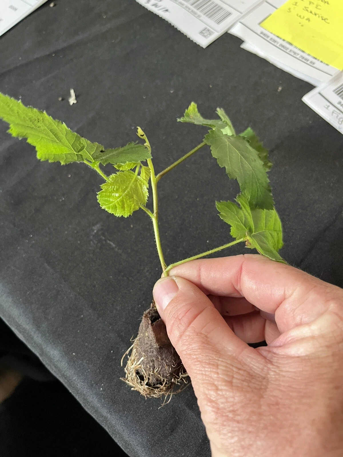 2 PRIME ARK FREEDOM Live Thornless Blackberry Plants. COLD HARDY 2 CROPS - $29.39