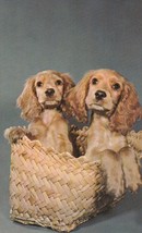 Vintage Postcard Blonde Cocker Spaniel Dogs in Basket Innocence Abroad Unsent - £5.52 GBP