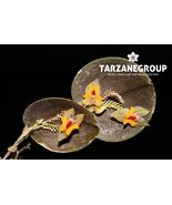 LEPANTHES UXORIA MINIATURE ORCHID MOUNTED - $57.85