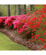 50 Seeds Red Azaleas (Rhododendron Bakeri) Cumerland Azalea Flowering Bu... - €10,63 EUR