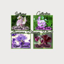 Fresh USA Seller Pick A 4 Pack Of Lathyrus Seed - $23.98