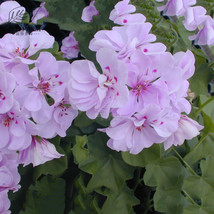 BELLFARM Geranium Light Pinkish White Double Petals with Purple Spots Close to C - £4.28 GBP