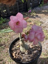Adenium Obesum Desert Rose Grafted Plant Triple Pink - £27.37 GBP