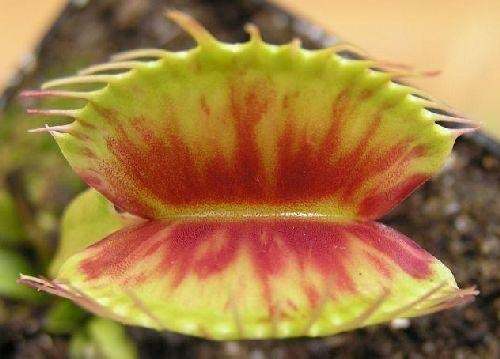 Dionaea muscipula Patches Venus flytrap
