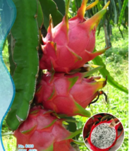 SEED Pitaya White Sweet Dragon Fruit Seeds - £3.16 GBP