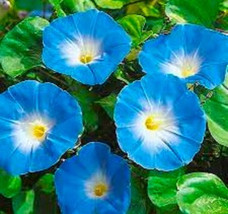 Rafhstore Heavenly Blue Morning Glory Ipomoea Seeds 30 Seeds 4 Get Us Seeds - £7.04 GBP