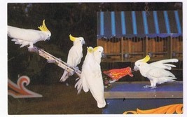 Florida Postcard Busch Gardens Billy The Cockatoo - £1.69 GBP